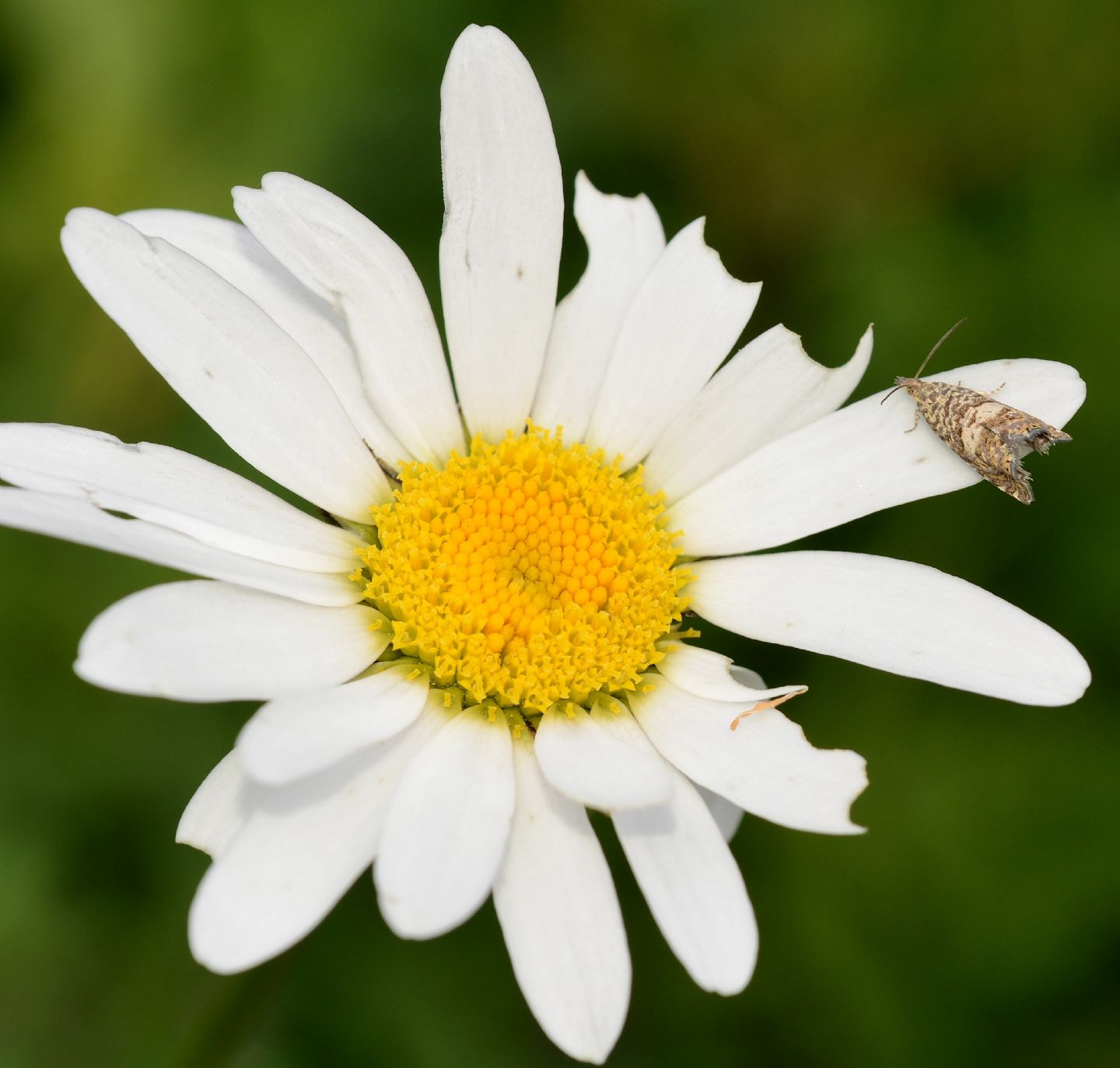 Tortricidae da identificare: Dichrorampha sp  (Cfr)